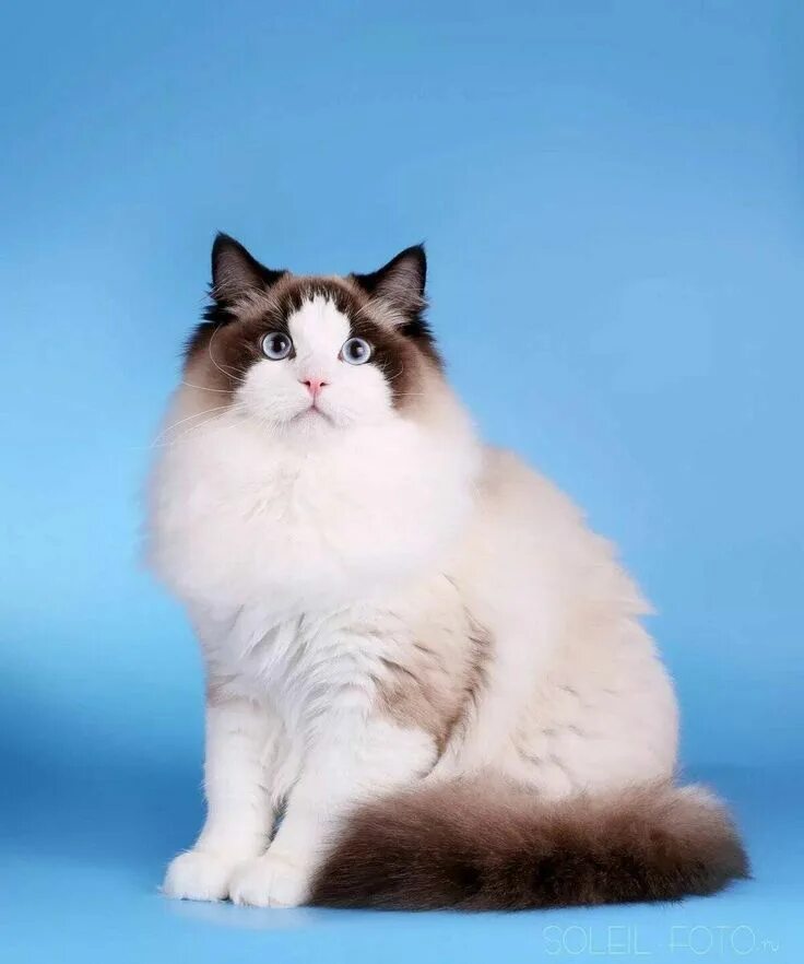 Порода кошек рэгдолл фото цена Meet the Beautiful Ragdoll Cat