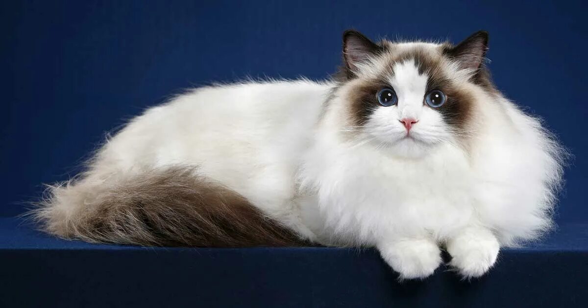 Порода кошек рэгдолл фото цена и описание ragdoll hypoallergenic Online Shopping