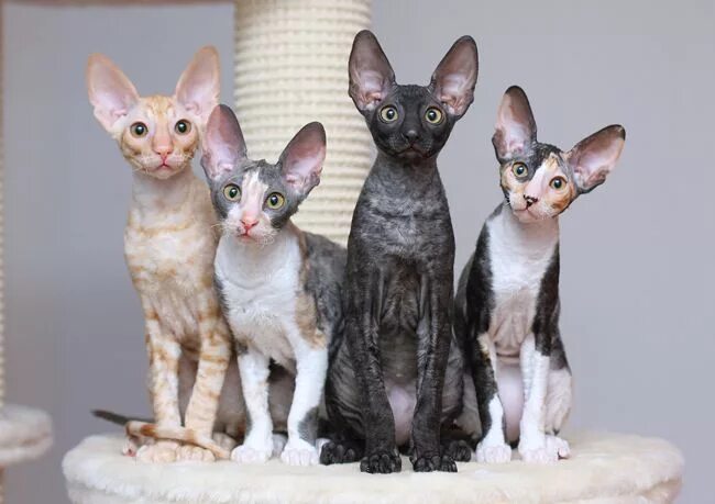 Порода кошек рекс фото цена Cornish Rexes Cornish rex cat, Rex cat, Beautiful cat breeds