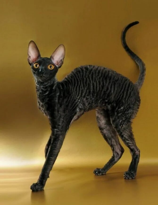 Порода кошек рекс фото цена Cornish Rex Фотографии животных, Кошачьи, Забавные зверюшки