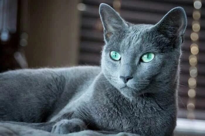 Порода кошек русская голубая фото Orosz kék macska Russian blue, Russian cat, Russian blue cat