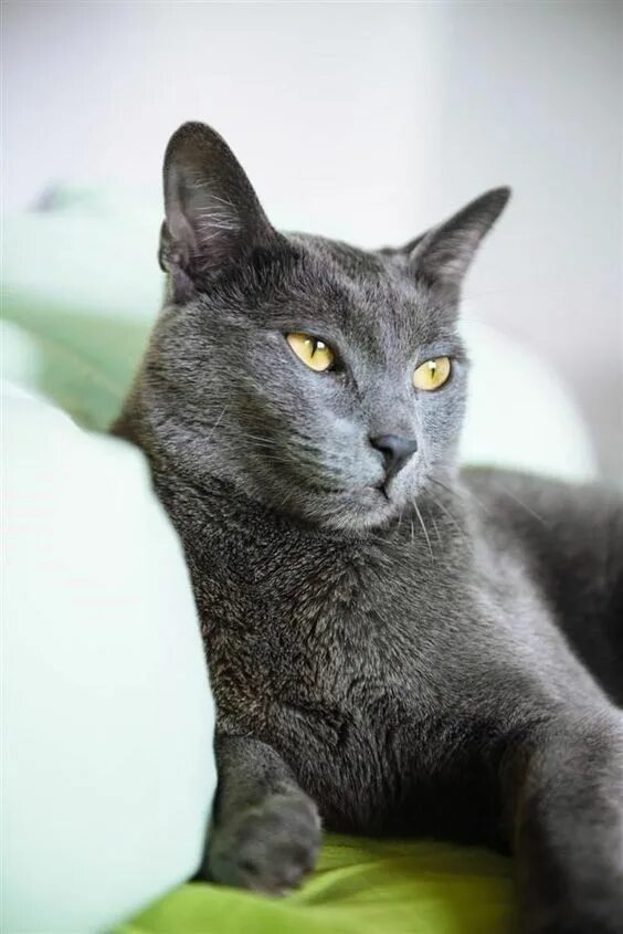 Порода кошек русская голубая фото Beautiful Grey Cats: A Collection of Stunning Feline Beauties