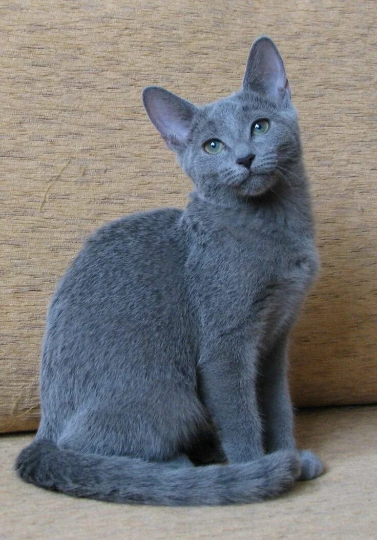 Порода кошек русская голубая фото и описание V is for . Beautiful cats, Cute cats, Russian blue cat personality