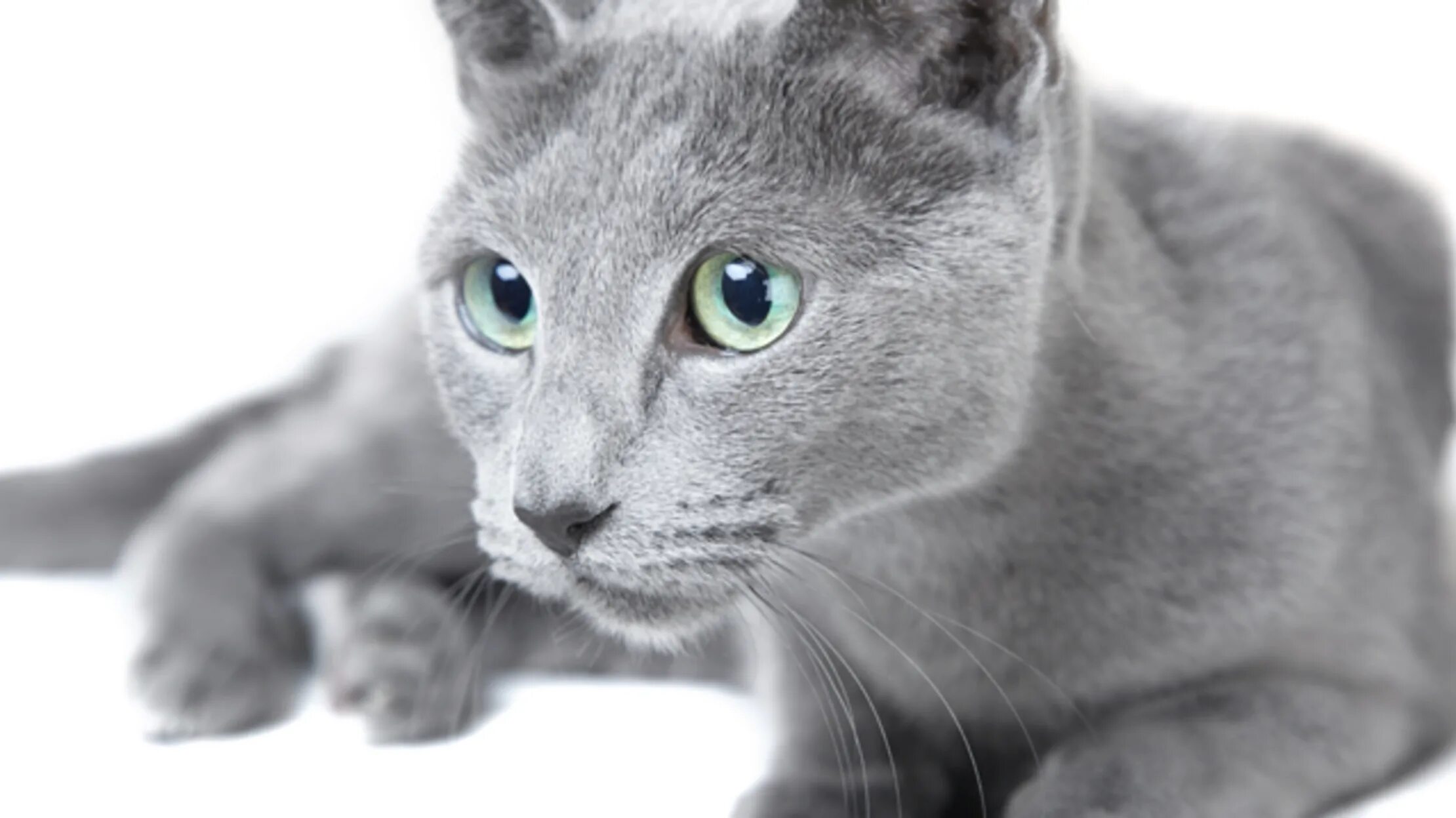 Порода кошек русская голубая фото цена 8 Facts About Russian Blue Cats Russian blue cat personality, Blue cats, Russian