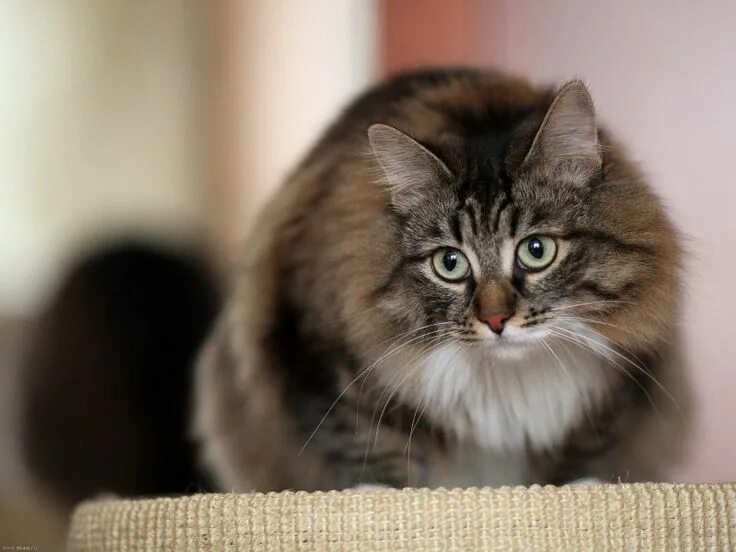 Порода кошек русская сибирская фото Siberian Cat Siberian cat, Siberian forest cat, Cats