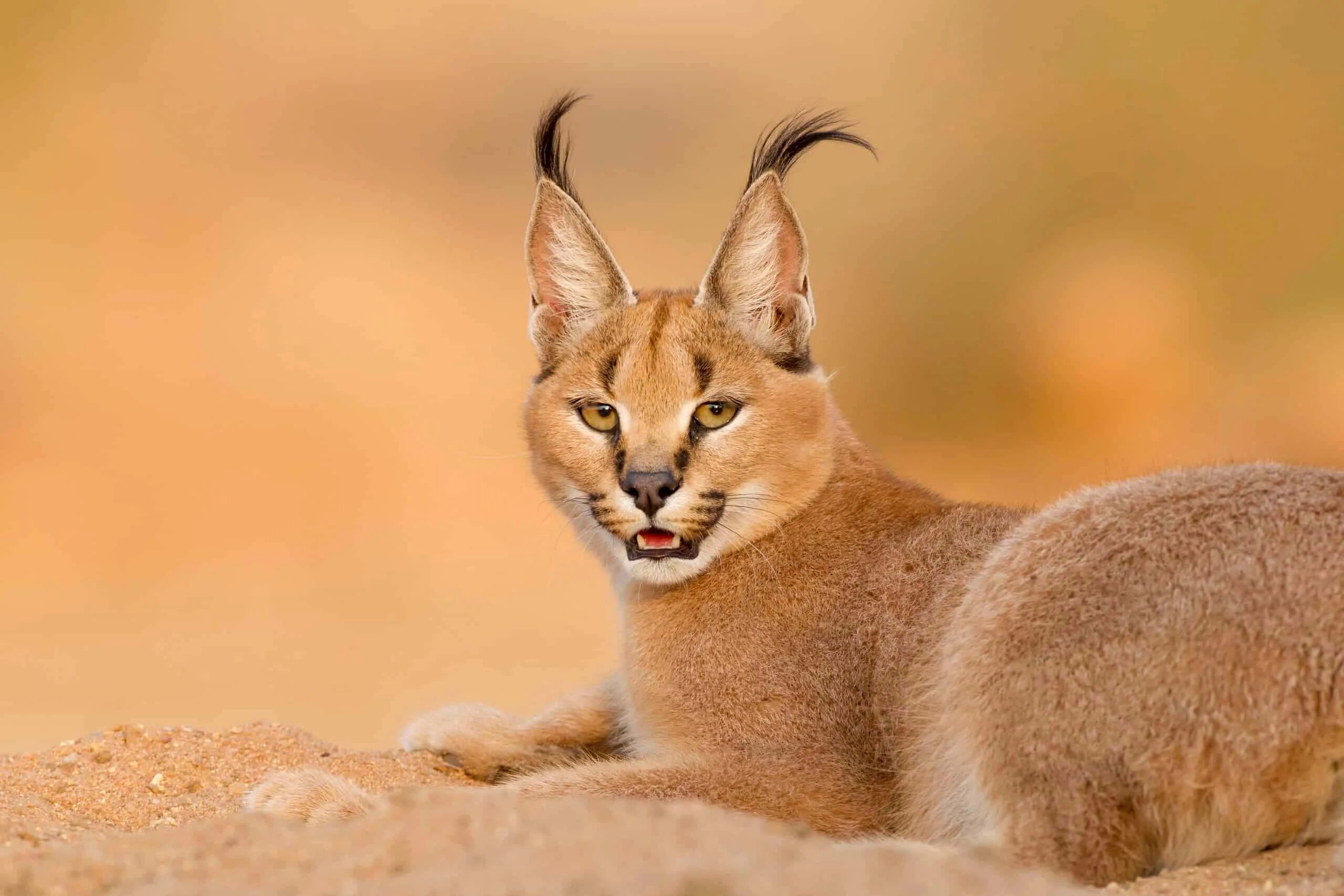 Порода кошек рысь фото Download Caption: Majestic Caracal In The Wild Wallpaper Wallpapers.com