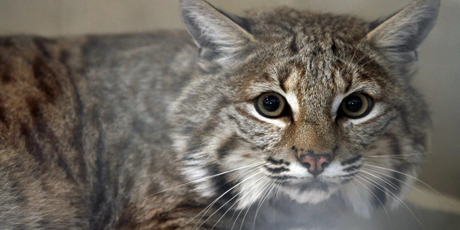 Порода кошек рысь фото Hearing on Rocky the bobcat’s latest escape postponed