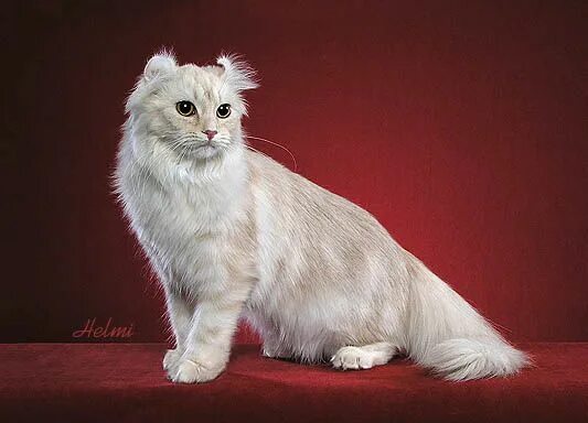 Порода кошек с вывернутыми ушами наружу фото Some Top Unusual Cat Breeds on Earth Cat Breeds American curl, Cat breeds, Cats