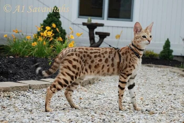 Порода кошек саванна фото The largest "House Cat" is a beautiful animal Savannah chat, Cats, Serval cats