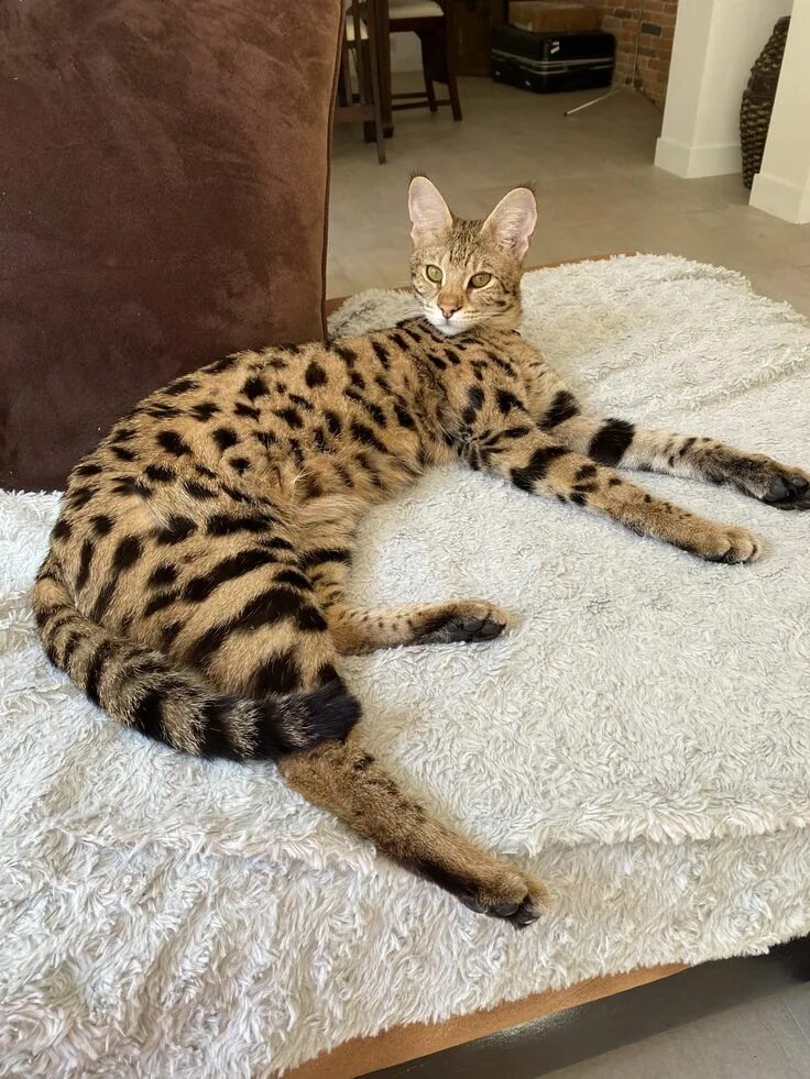 Порода кошек саванна фото Pin on Savannah F1 Serval Serval cats, Small wild cats, Exotic cats