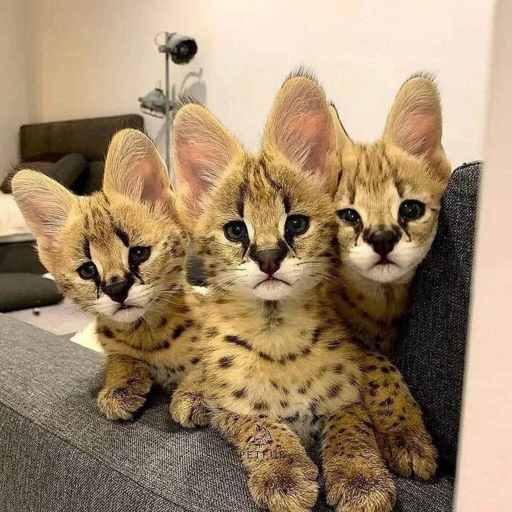 Порода кошек сервал фото Trio of Serval kits - Imgur