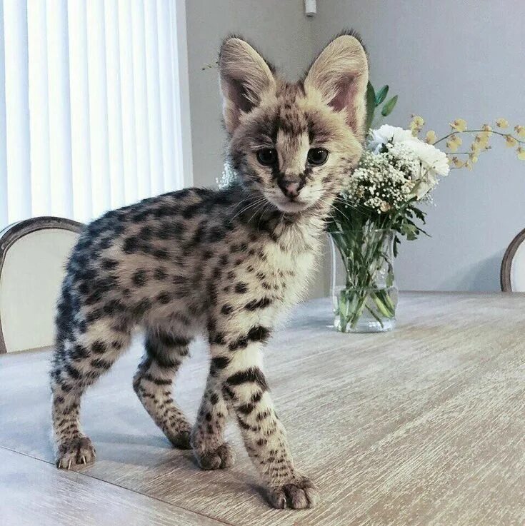 Порода кошек сервал фото Самая редкая порода кошек в мире - 59 фото Savannah kitten, Kittens, Small cat