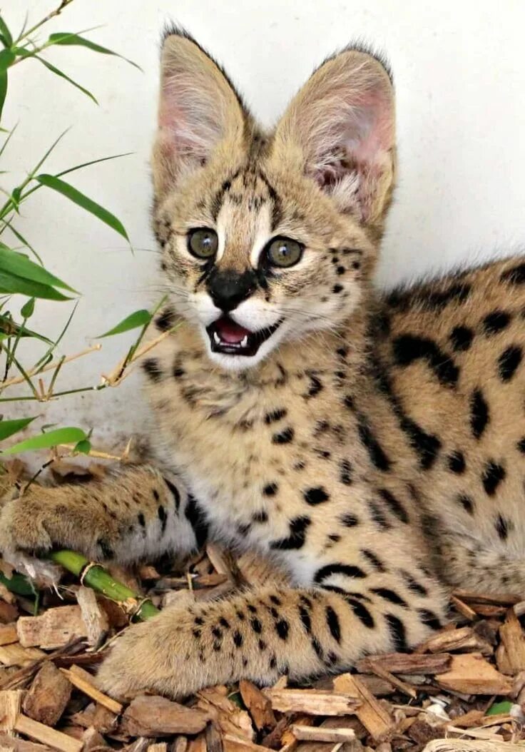 Порода кошек сервал фото Treffe Nala das Serval Kätzchen #Zoobornen #catillustration Serval kitten, Small