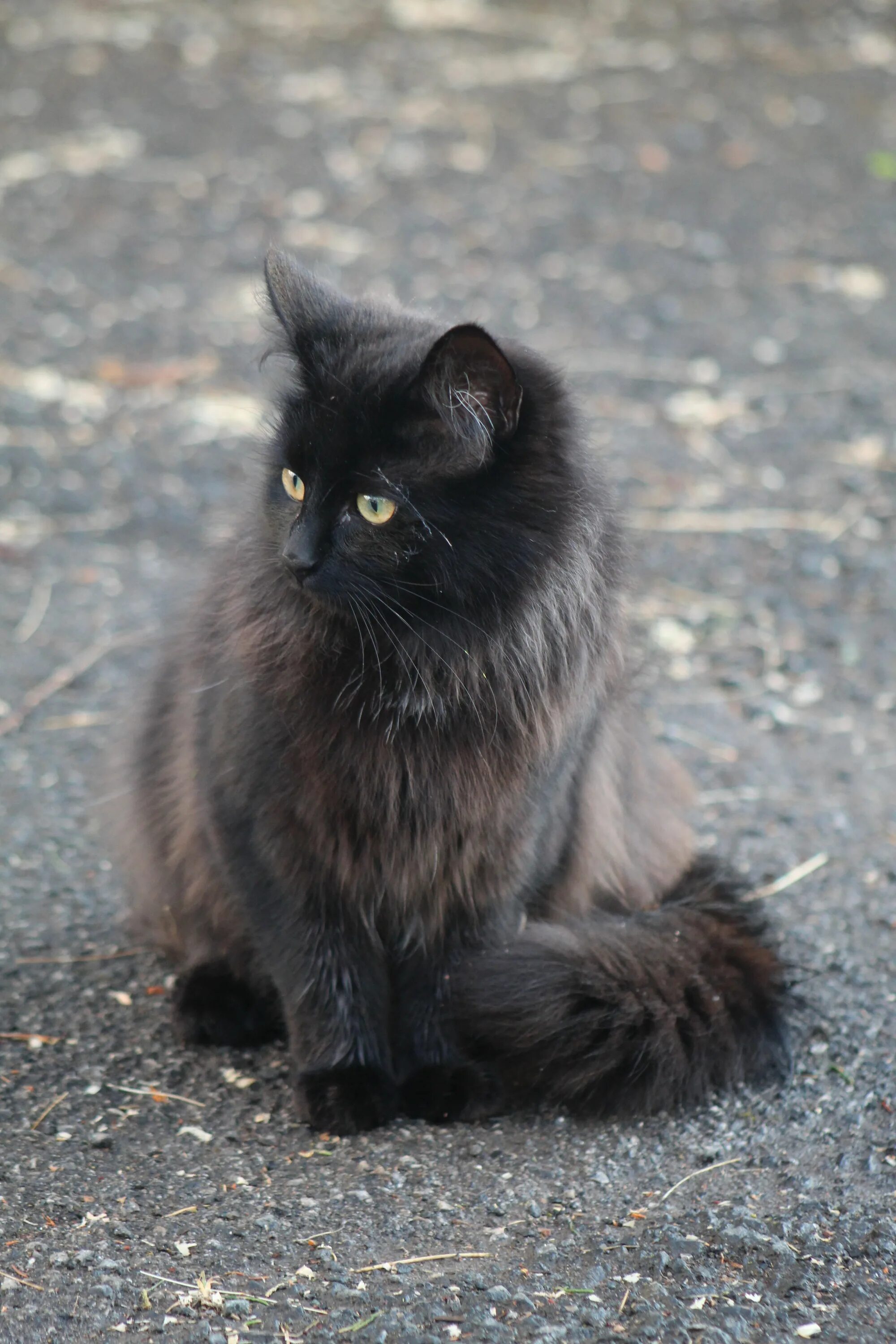 Порода кошек шантильи тиффани фото Mischka - Chantilly Tiffany Fluffy black cat, Beautiful cats, Pretty cats