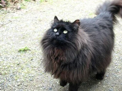 Порода кошек шантильи тиффани фото Adorable Fluffy black cat, Pretty cats, Cats