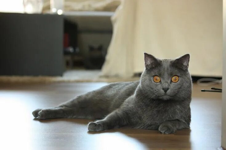 Порода кошек шартрез фото и описание #animals #cat #chartreux #mieze #pet Cats, Free cats, Chartreux cat