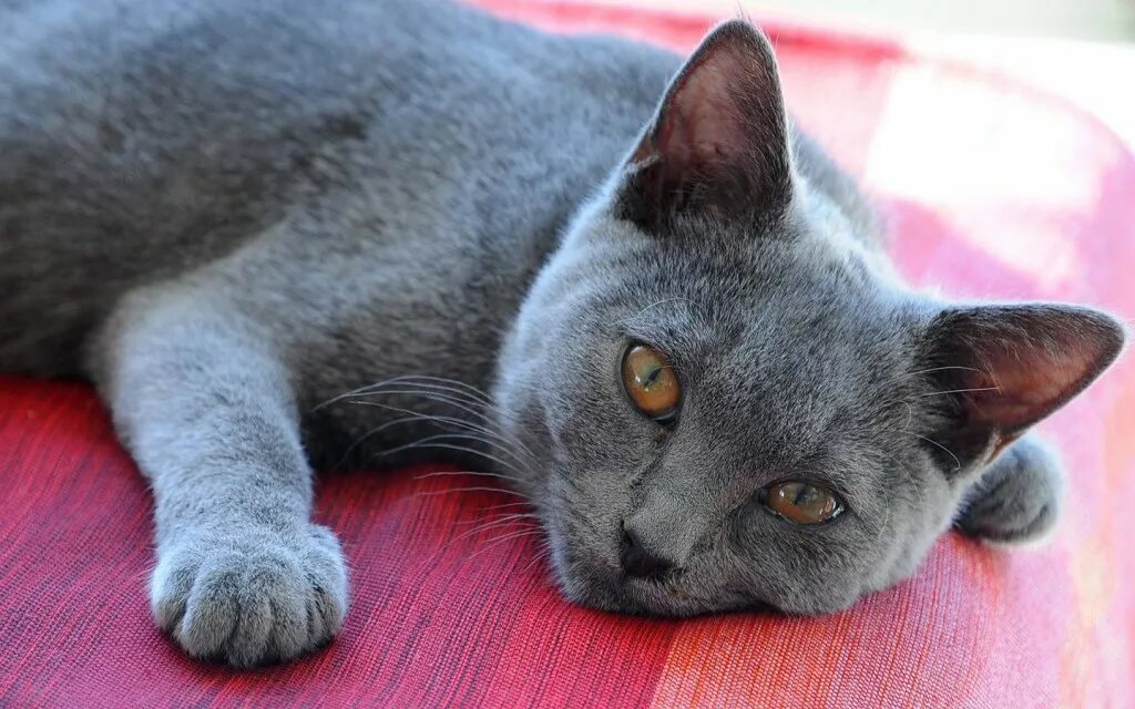 Порода кошек шартрез фото и описание Chartreux on a floor photo and wallpaper. Beautiful Chartreux on a floor picture