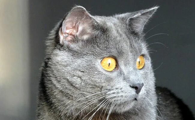 Порода кошек шартрез фото и описание The Majestic Chartreux Cat