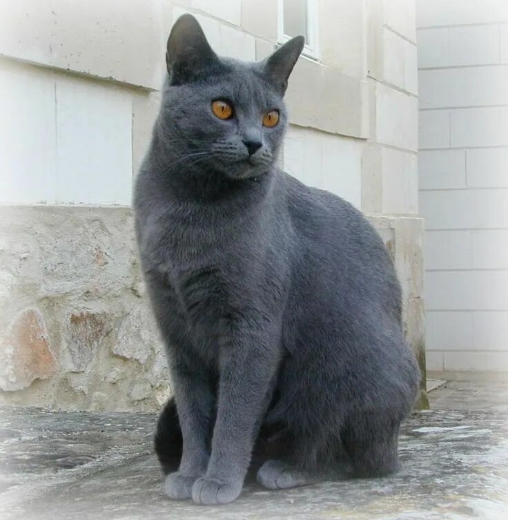 Порода кошек шартрез фото и описание cartujo o chartreux / chartreux http://es.wikipedia.org/wiki/Chartreux http://en