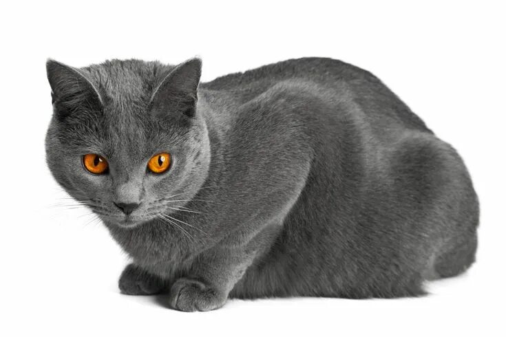 Порода кошек шартрез фото и описание Кошка породы шартрез Grey cat breeds, Chartreux cat, Cat breeds