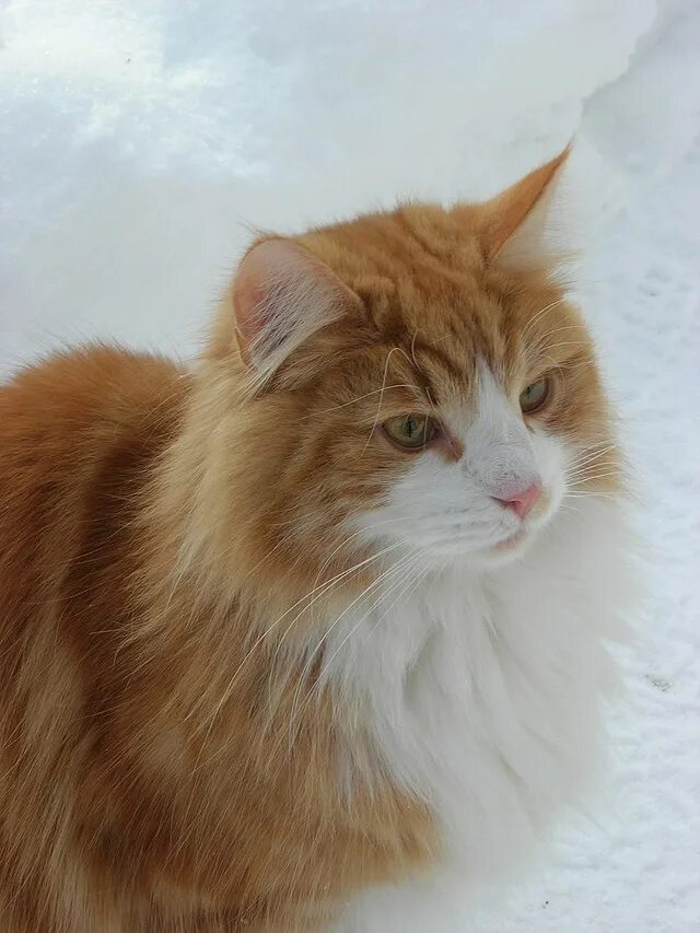 Порода кошек сибирская фото рыжие Файл:Norwegian Forest Cat in snow (closeup).jpg - Википедия