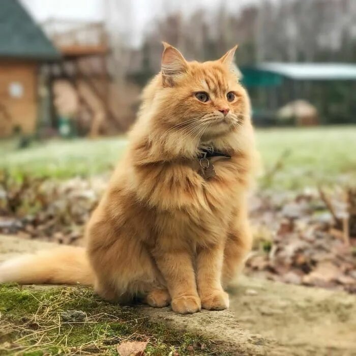 Порода кошек сибирская фото рыжие Cute and pretty! - Animals Siberian cat, Cute cats, Gorgeous cats