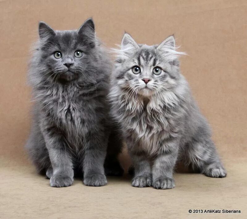 Порода кошек сибирская голубая фото и описание Siberian kittens blue Siberian kittens Eddi and Emmi Siberian cat, Siberian kitt