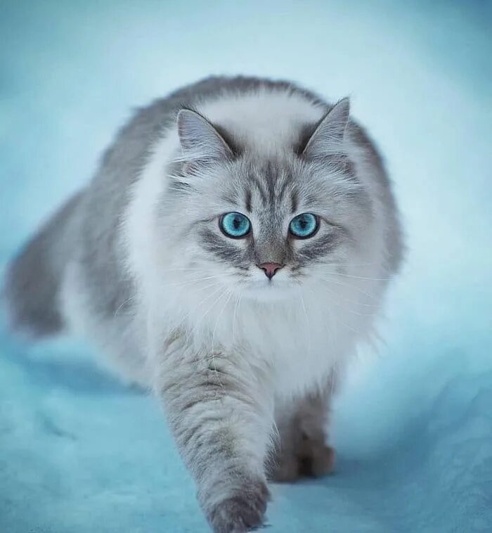 Порода кошек сибирская голубая фото и описание This cat has the most beautiful blue eyes - Animals Beautiful cats, Cute cats, C