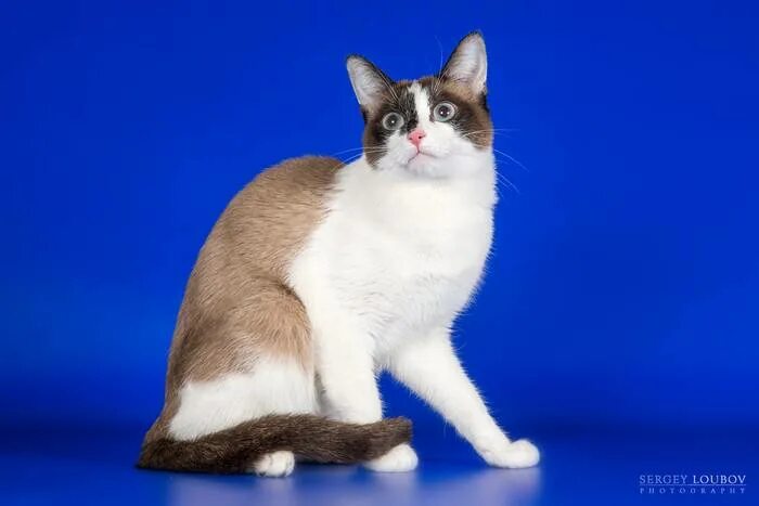 10 Things You Should Know About The Snowshoe Cat Snowshoe cat, Cat breeds, Cute 