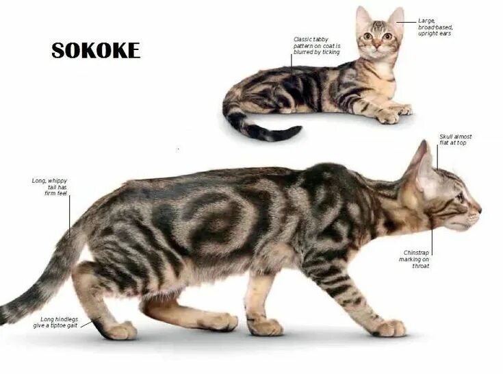 Порода кошек сококе фото и описание Pin by maxinjo on Shorthair Cat in 2023 Cat breeds, Munchkin cat, Domestic cat