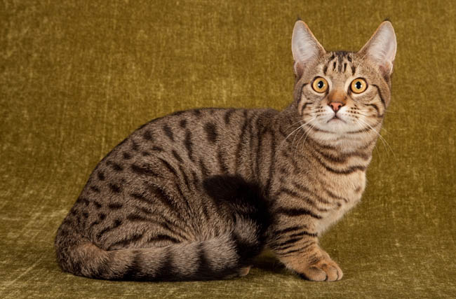 Порода кошек табби цена фото Types of Tabby Patterns & Colours in Cats - Cat-World Munchkin cat, Cat colors, 