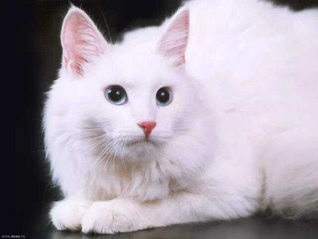 Порода кошек турецкая ангора фото Кошка-павлин - турецкая ангора (Turkish Angora): my19edwin - ЖЖ