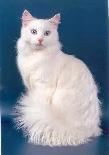 Порода кошек турецкая ангора фото Pin by Галина Лазаренко on киски, такие разные Angora cats, Turkish angora cat, 