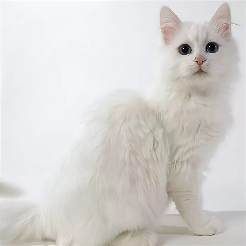 Порода кошек турецкая ангора фото Turkish Angora Cat Angora cats, Turkish angora cat, Cat breeds