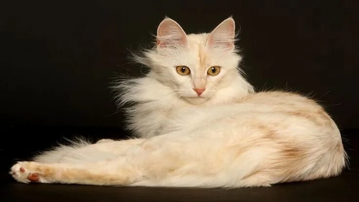 Порода кошек турецкая ангора фото Ankara kedisi özellikleri - Ajanimo Turkish angora cat, Angora cats, Beautiful c