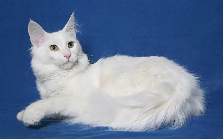 Порода кошек турецкая ангора фото белая кошка Download wallpapers Turkish Angora Cat, domestic cat, 4к, white fluffy cat, pets