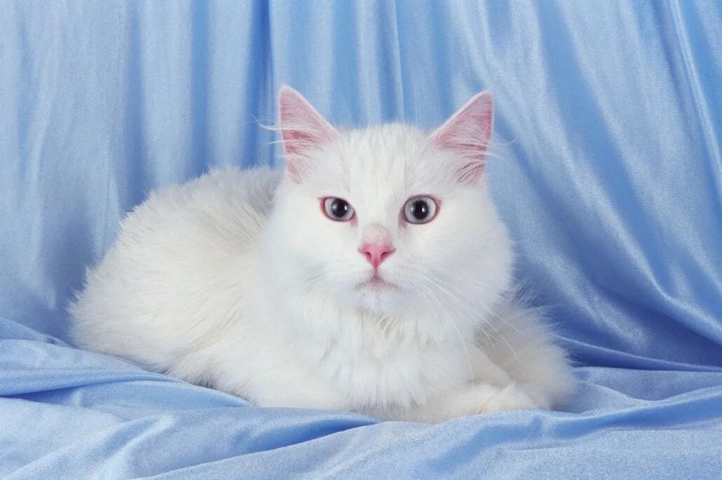 Порода кошек турецкая ангора фото белая кошка Turkish Angora - Information, Health, Pictures & Training Pet Paw