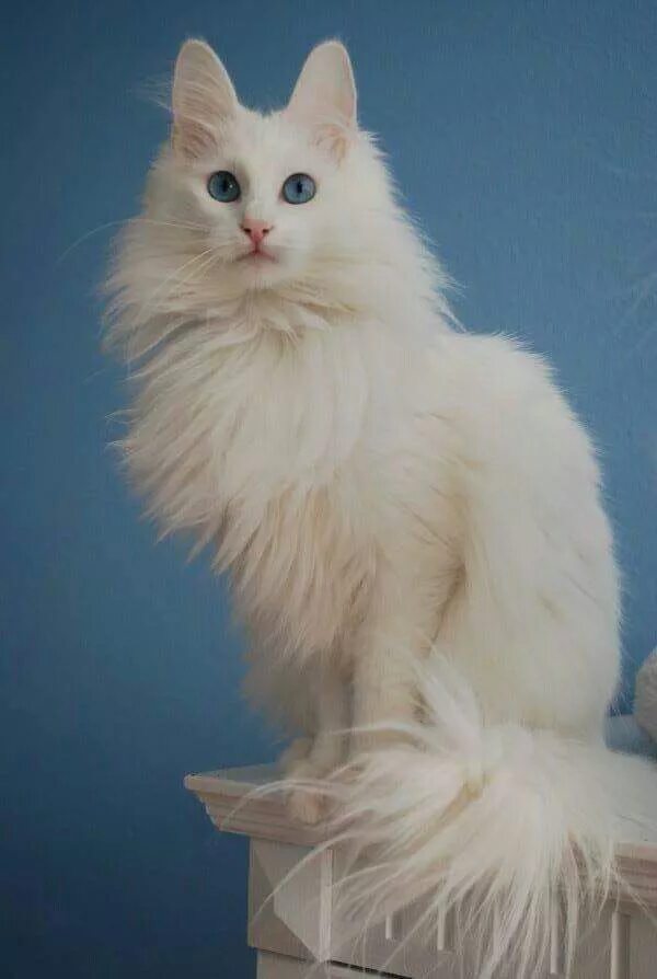 Порода кошек турецкая ангора фото цена Turkish Angora Cats Turkish angora cat, Angora cats, Cat breeds