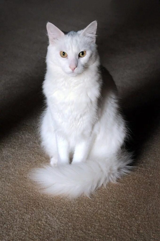 Порода кошек турецкая ангора фото цена Pin by Jessica Mapo on Cat Cat breeds, Angora cats, Turkish angora cat