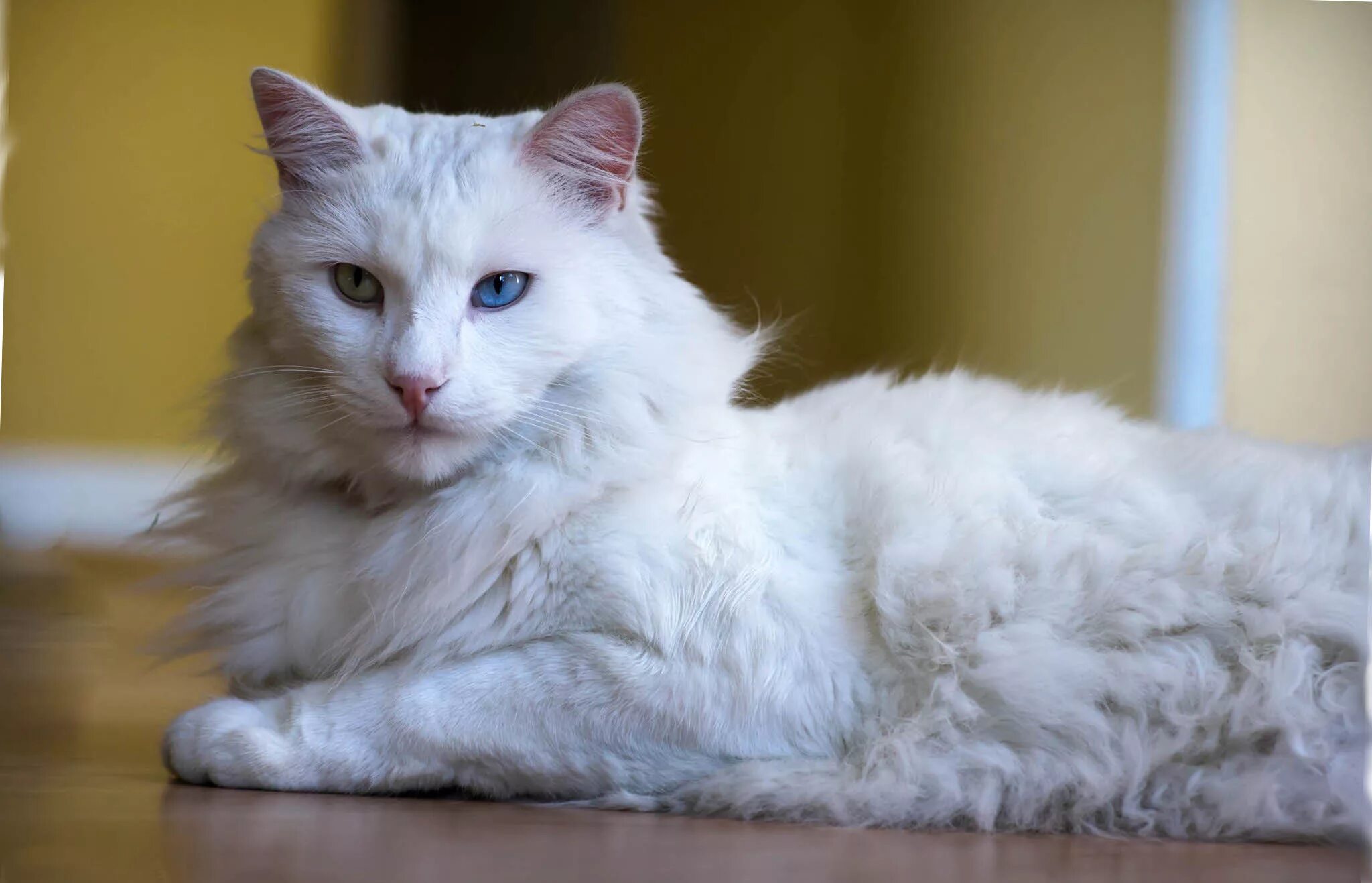 Порода кошек турецкая ангора фото цена Fluffy cat Turkish Angora Desktop wallpapers 600x1024