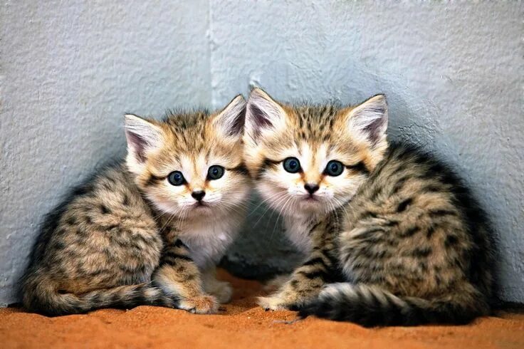 Порода кошек выглядит как котенок Arabian sand cat kittens produced through artificial insemination and embryo tra