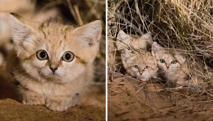 Порода кошек выглядит как котенок Fotografati per la prima volta i rarissimi gatti delle sabbie superEva Gatti, An