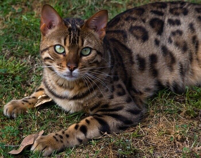 Порода кошки бенгальская фото и описание Bengal Cat Names: 420 Best Names for Bengal Cats PetPress Bengal cat names, Beng