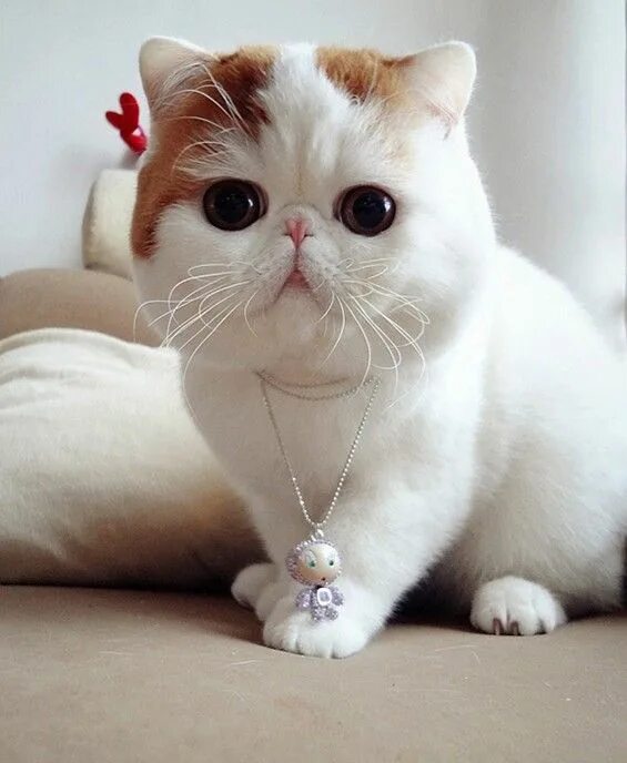 Порода котенка по фото Pin by Jenni Talbot on Haylee & Scarlett Exotic shorthair cat, Cute cat breeds, 