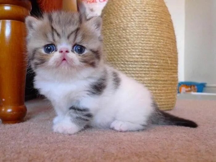 Порода котенка по фото 30 самых удивительных пород кошек Exotic shorthair cat, Exotic cats, Cute cats