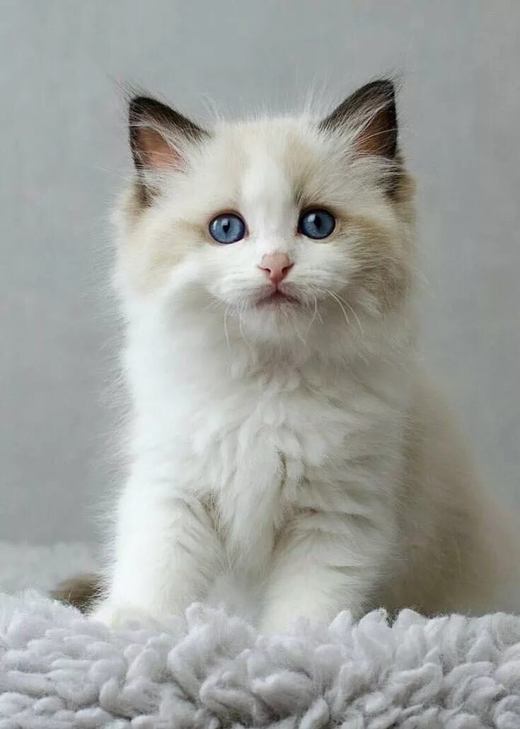 Порода котенка по фото Gorgeous blue eyes and amazing long fur. What more could you ask for in a kitten