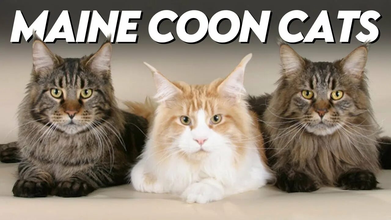 Порода котов по фото онлайн бесплатно The Ultimate Guide to Maine Coon Cats: Everything You Need to Know - YouTube