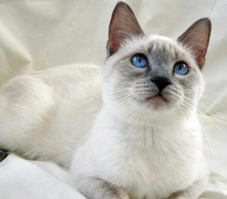 Порода котов с голубыми глазами фото Lilac Point Siamese Cat 12 Things You Need to Know in 2022 Siamese cats blue poi