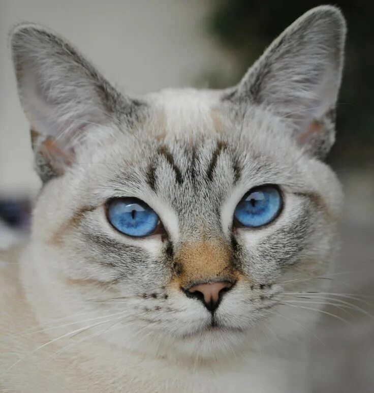 Порода котов с голубыми глазами фото Balinese Cat - Google Search Kitty Blue-Eyes Balinese cat, Cats, Kittens