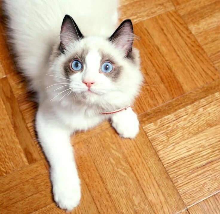 Порода котов тряпичная кукла фото RAGDOLL Snowshoe cat, Cat breeds, Cats